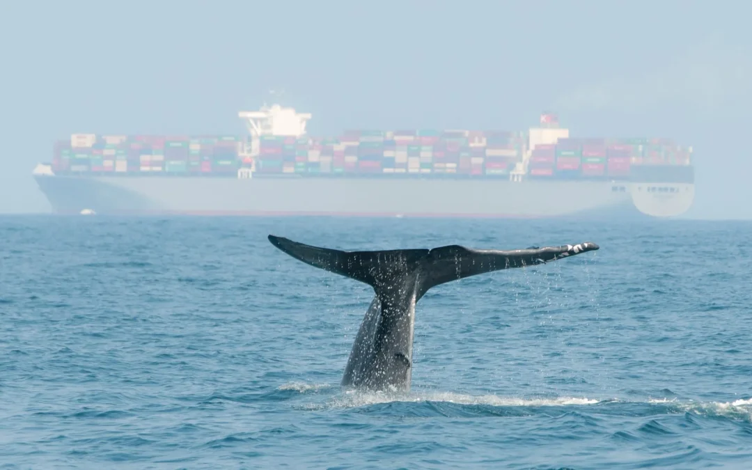 World’s largest container line is rerouting its fleet to avoid collisions with endangered blue whales, the largest animals on earth